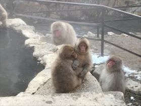 冬に温泉と言ったらこの動物！！