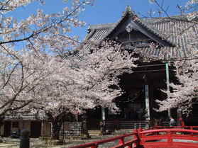 和歌山の桜スポット