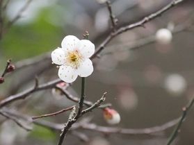 梅が開花しました♪