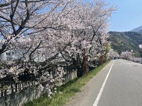 お花見スポットのご紹介♪