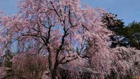桜の開花はいつでしょう♪♪