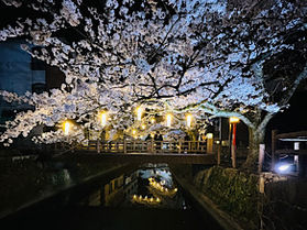 心躍る♪お花見が楽しめる春旅
