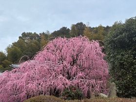 今見頃の八木のしだれ梅🌸