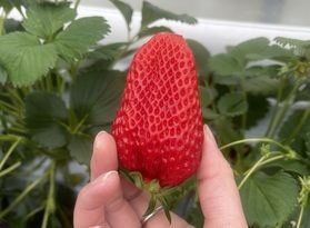 イチゴ狩りならここがおすすめ！🍓