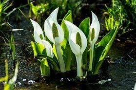 ミズバショウの開花時期は???