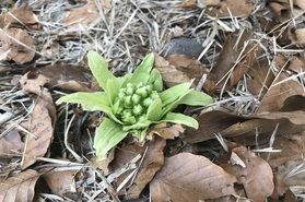 雪の下で春が来るのを待っています！
