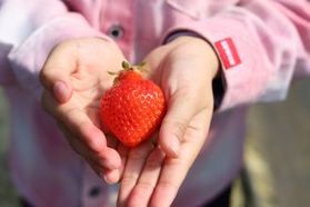 お待たせしました!2026年いちご狩りスタートです🍓