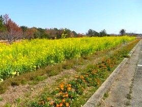 みどり池のカモ