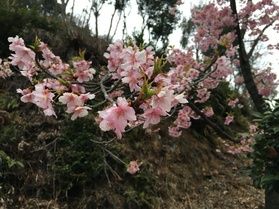 園地情報🌸