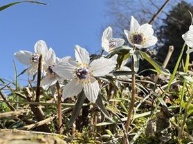 【開花状況】早春の花《マンサク》春を告げる花《セツブンソウ》