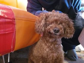 犬と猫のいるカフェ、森ガーデン