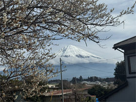春の訪れを感じに梅と富士山を見に行ってきました!!