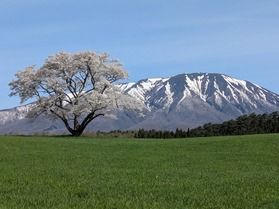 今年の桜は?