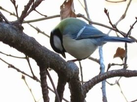 大久野島の野鳥について