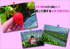 知って得するイチゴのコラム