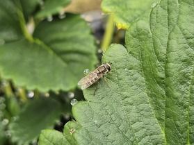プロフェッショナル イチゴ農園の蜂の役割