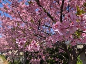 河津桜が見頃です!