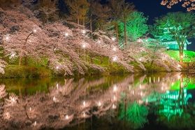 🌸おすすめの桜スポットと今年の開花予想🌸