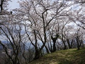見るだけじゃない桜スポット？！