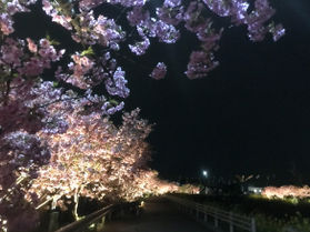 昼も夜も! 免々田川菜の花・桜まつり 開花情報と詳細