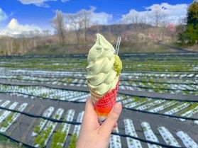 わさびがたーくさん！≪大王わさび農場≫