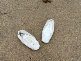 海岸でよく見かけるコイツはなんだ!?