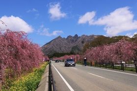 熊本県の桜の開花予想は3/23！