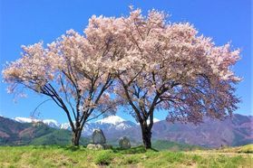 安曇野の桜スポット🌸と４月の空室状況ご案内します。