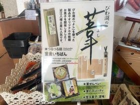 琵琶湖のよし