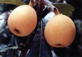 「びわ狩りプラン」販売中です！