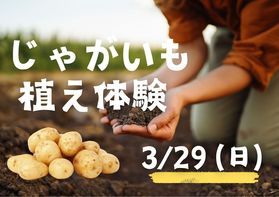 3/29限定 じゃがいも植え体験を行います!