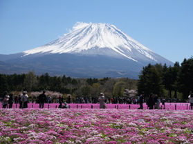 今年も芝桜まつりが開催されます!