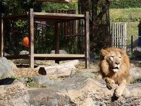 春休みにおすすめ！とべ動物園