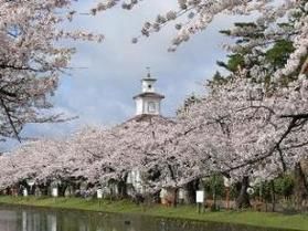 今年の桜の開花はいつ頃?