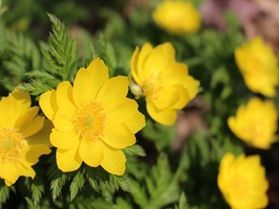 ためしげ福寿草一般公開中