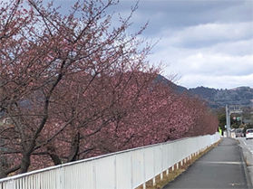 富士市県道10号沿いにある静かな桜並木を歩く