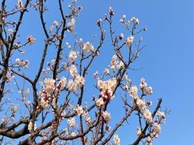 休暇村越前三国の隣で、梅の花が咲き始めました✿ 春の訪れを感
