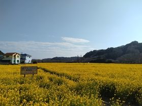 絶景!!　黄色い絨毯　～まだ楽しめます～