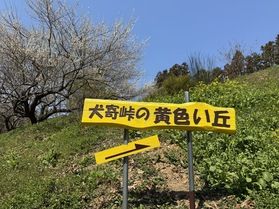 観光スポット【黄色い丘】