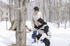 「森の恵み体験~日光産メープルシロップ~」スタートしました!