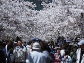 今年の桜はどこで見る? 真庭市の桜スポットをご紹介!