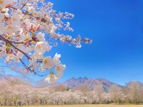 熊本の桜開花予想🌸