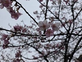 山間部にも春の訪れ