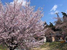 昨年の観音寺川の桜