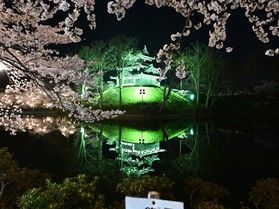高田城址公園桜の開花について