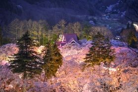 桜のお花見スポットに高遠城址公園はいかがでしょうか?