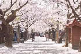 新庄村がいせん桜まつり