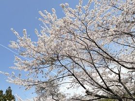 気仙沼大島・桜の見頃はいつ？