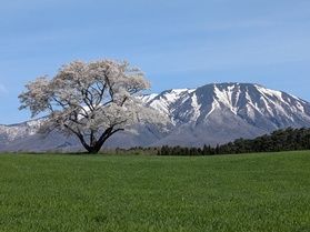 桜の開花は?