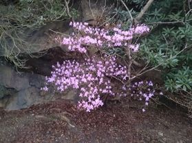 大久野島散歩で花の鑑賞